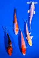 PACK OF (5) 4-5" STANDARD KOI