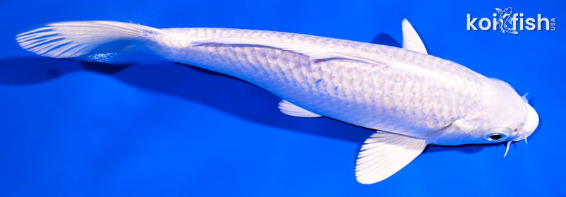 6.75" PLATINUM OGON