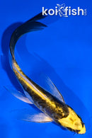 5.5" ARAGOKE KIN KIKOKURYU BUTTERFLY