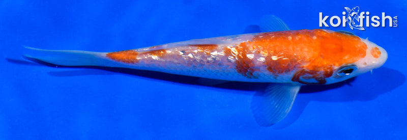 5" GINRIN KOHAKU