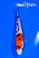 5.75" SANKE