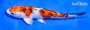 5.5" YAMATO NISHIKI