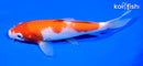 6.25" KOHAKU