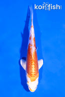 4.5" KIKUSUI