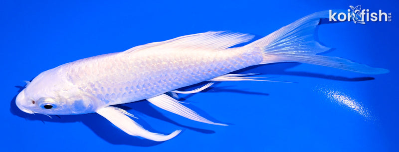 5.75" PLATINUM OGON BUTTERFLY