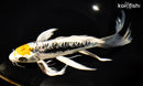 10" BENI KIKOKURYU BUTTERFLY