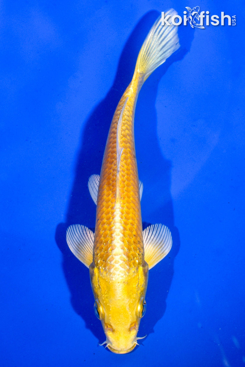 6" YAMABUKI OGON