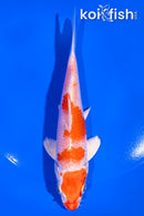 5.5" HARIWAKE