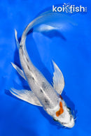 6" YAMATO NISHIKI BUTTERFLY