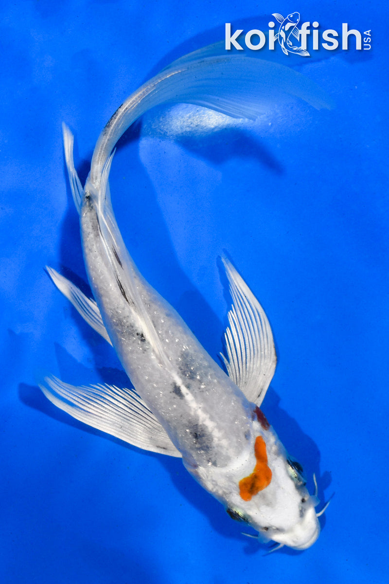 6" YAMATO NISHIKI BUTTERFLY