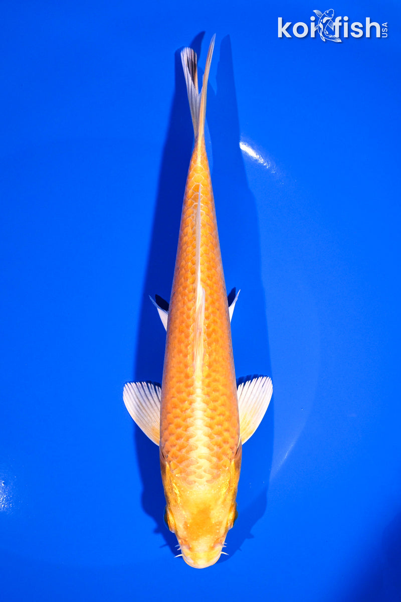 7" YAMABUKI OGON