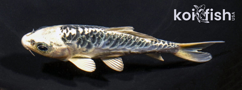 5" ARAGOKE GIN MATSUBA