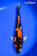 13.25" SHOWA