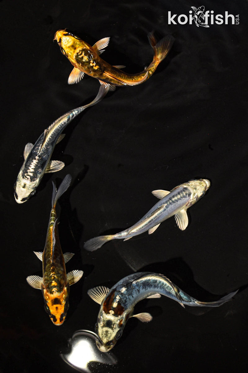 PACK OF (5) 3-4" STANDARD GHOST KOI