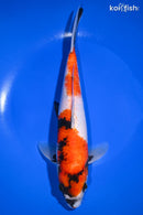 10" SHOWA
