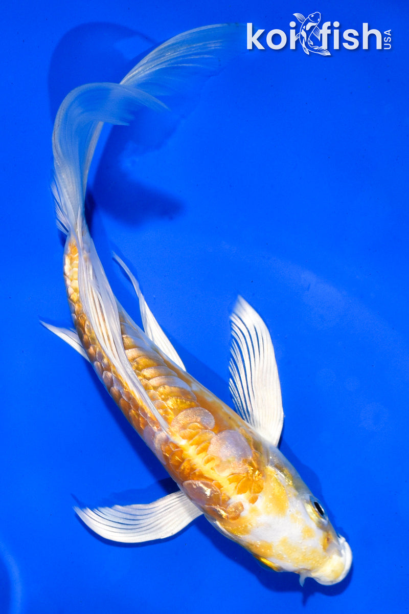 5.5" GINRIN ARAGOKE HARIWAKE BUTTERFLY