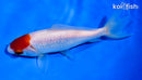 5" TANCHO WAKIN GOLDFISH