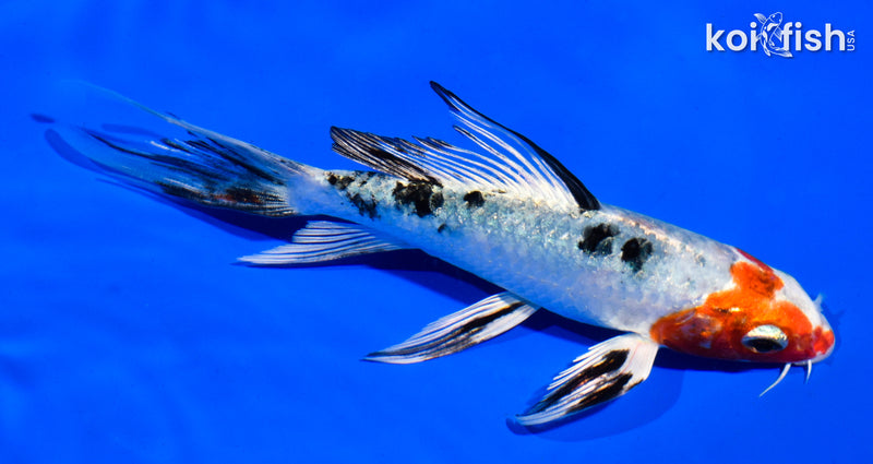 5.5" YAMATO NISHIKI BUTTERFLY