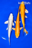 PACK OF (3) 5.5-6.25" STANDARD KOI
