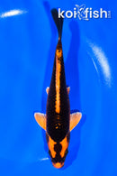 6.5" ORENJI MATSUBA