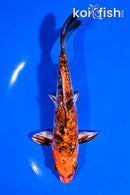 6" GINRIN YAMATO NISHIKI