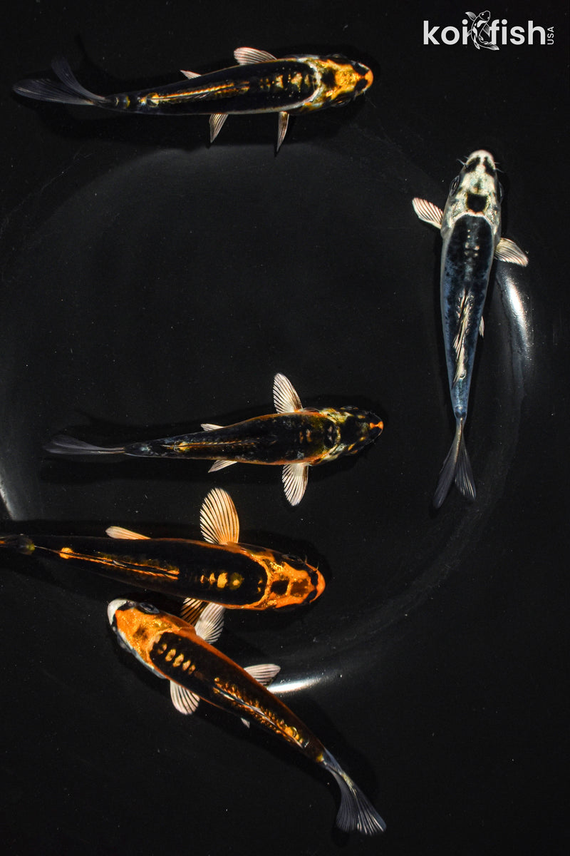 Pack of (5) 3.5-4.5" Standard Ghost Koi