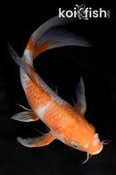 9" OCHIBA SHIGURE BUTTERFLY