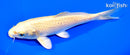 6.5" YAMABUKI OGON