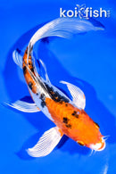 9.75" HEISEI NISHIKI BUTTERFLY