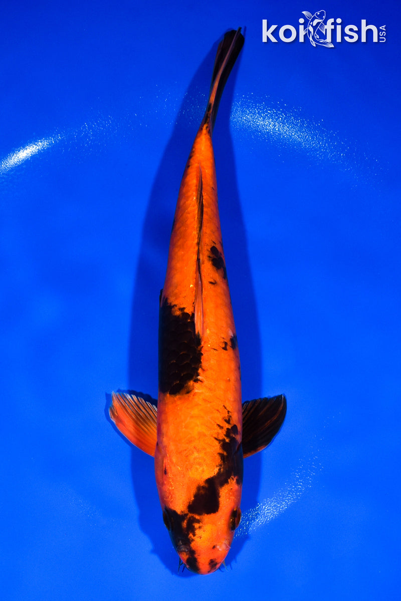12" HI UTSURI