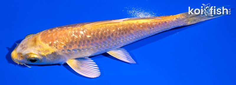 4.5" GINRIN YAMABUKI OGON