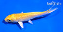 5" GINRIN YAMABUKI OGON