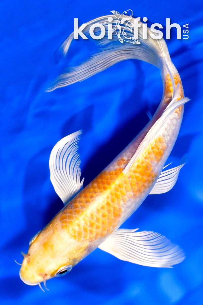 7.25" LEEMON HARIWAKE BUTTERFLY