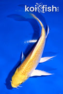 4.5" GINRIN YAMABUKI OGON