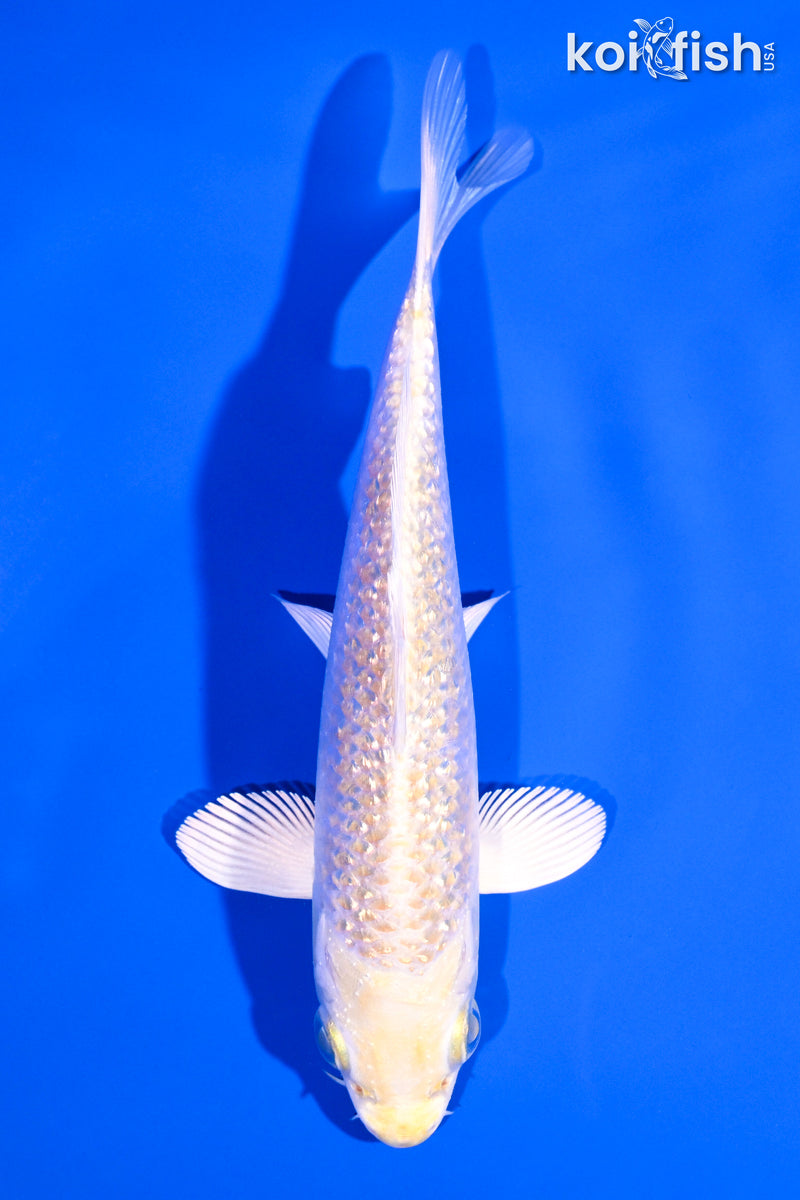 5.25" GINRIN HARIWAKE