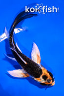 4" BENI KIKOKURYU BUTTERFLY