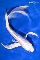 10" DOITSU PLATINUM OGON BUTTERFLY