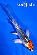 4" BENI KIKOKURYU BUTTERFLY