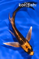 5.5" KIN ORENJI MATSUBA BUTTERFLY