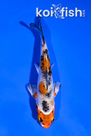 4" YAMATO NISHIKI