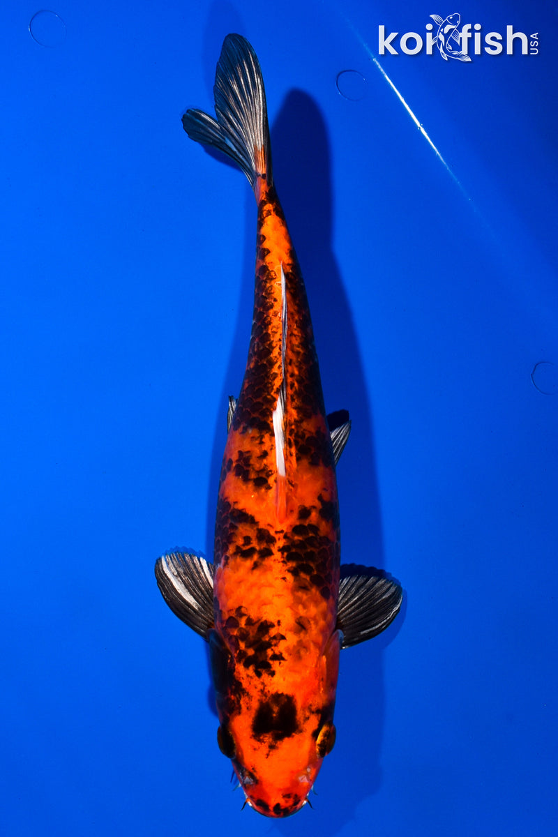 12.5" KIN HI UTSURI