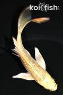 5" GINRIN YAMABUKI OGON BUTTERFLY