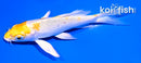 4.5" GINRIN LEMON HARIWAKE BUTTERFLY