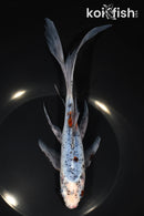 9.25" SHUBUNKIN GOLDFISH