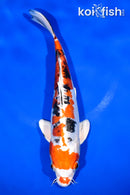 10.75" HEISEI NISHIKI