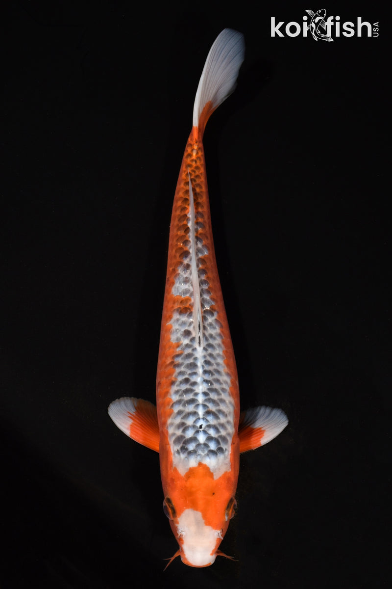 12.75" HI ASAGI
