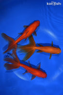 PACK OF (3) 5.5" WATONAI GOLDFISH