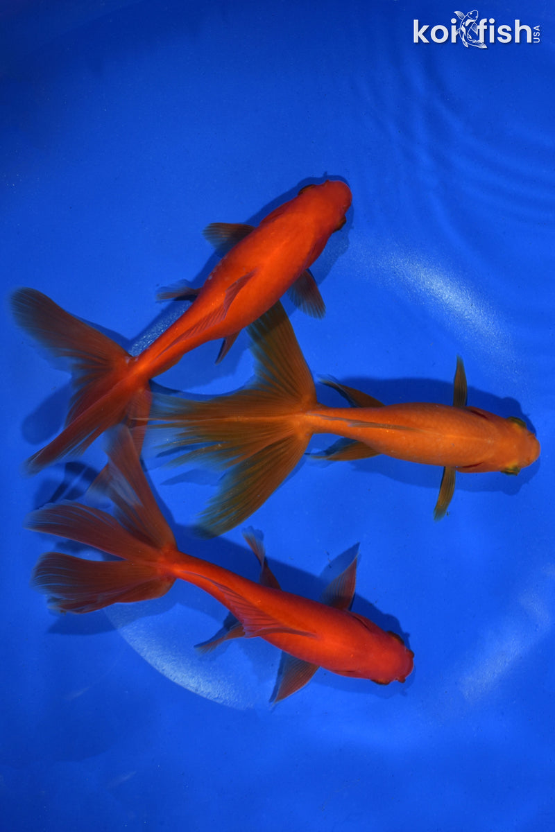 PACK OF (3) 5.5" WATONAI GOLDFISH