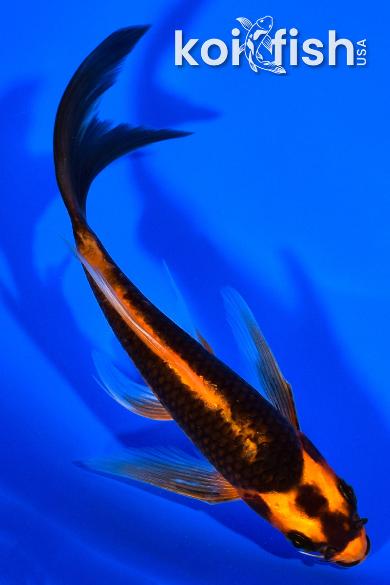 6.5" DOITSU ORENJI MATSUBA BUTTERFLY