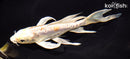 7.25" DOITSU HARIWAKE BUTTERFLY